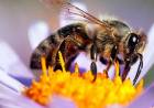 Las Abejas