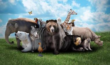 Día Mundial de los Animales