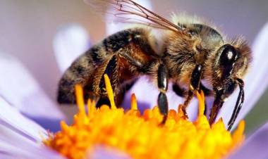 Las Abejas