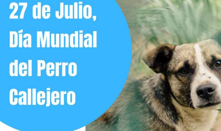 Día del Perro Callejero: ¿Por qué se celebra el 27 de julio en todo el mundo?