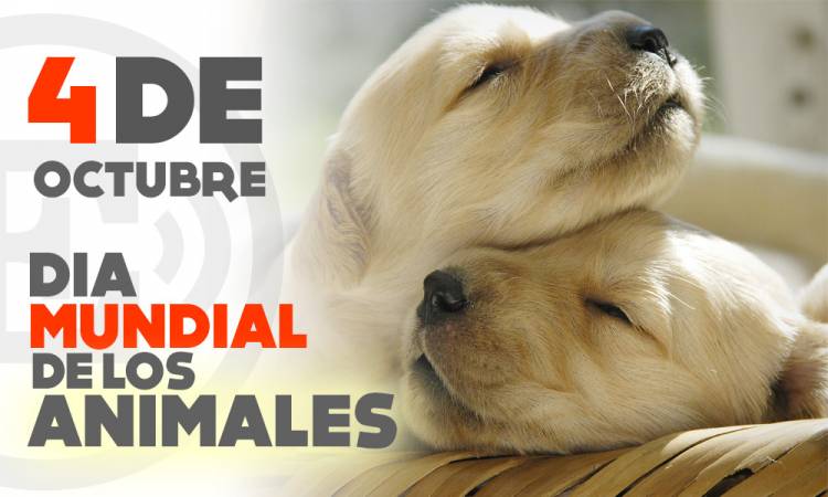 Día Mundial de los Animales