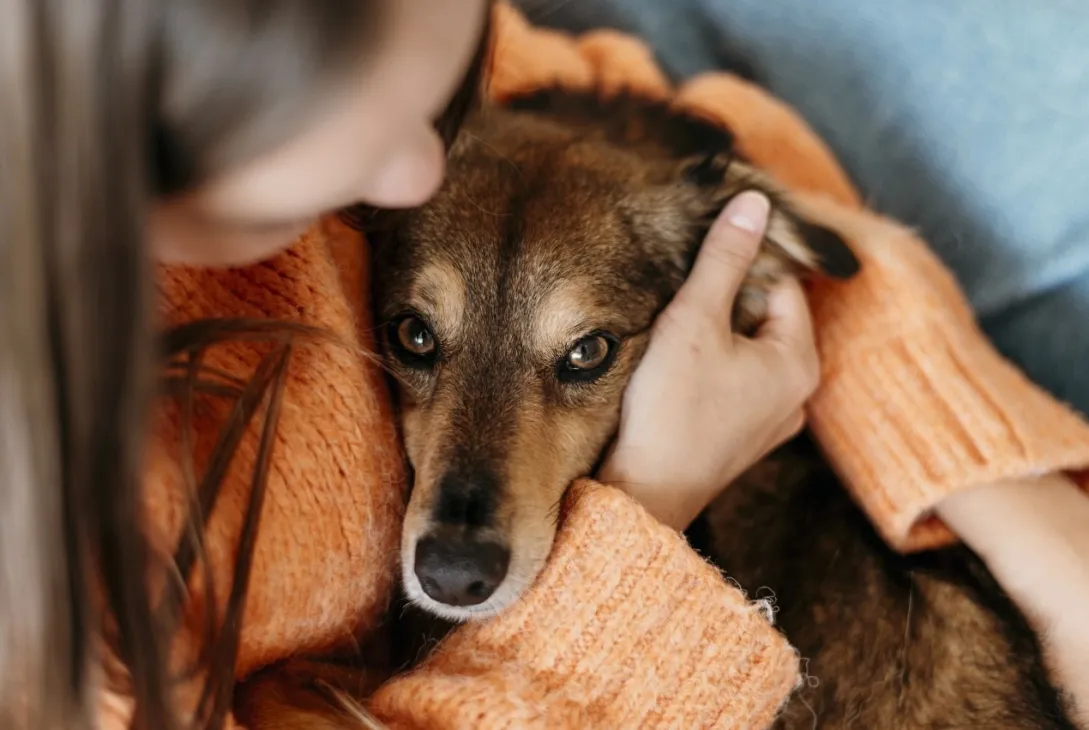 Día Mundial del Perro, el animal considerado el mejor amigo del hombre.